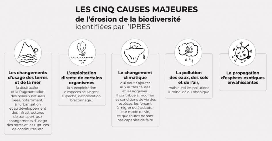 Causes majeures érosion de la biodiversité